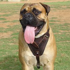 Шлея из коричневой кожи для бульмастифа «Working Dog»